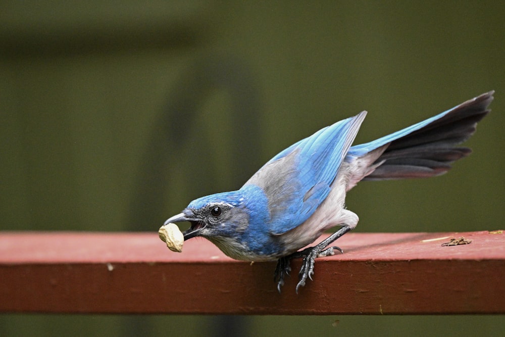 a blue bird with a piece of food in its mouth