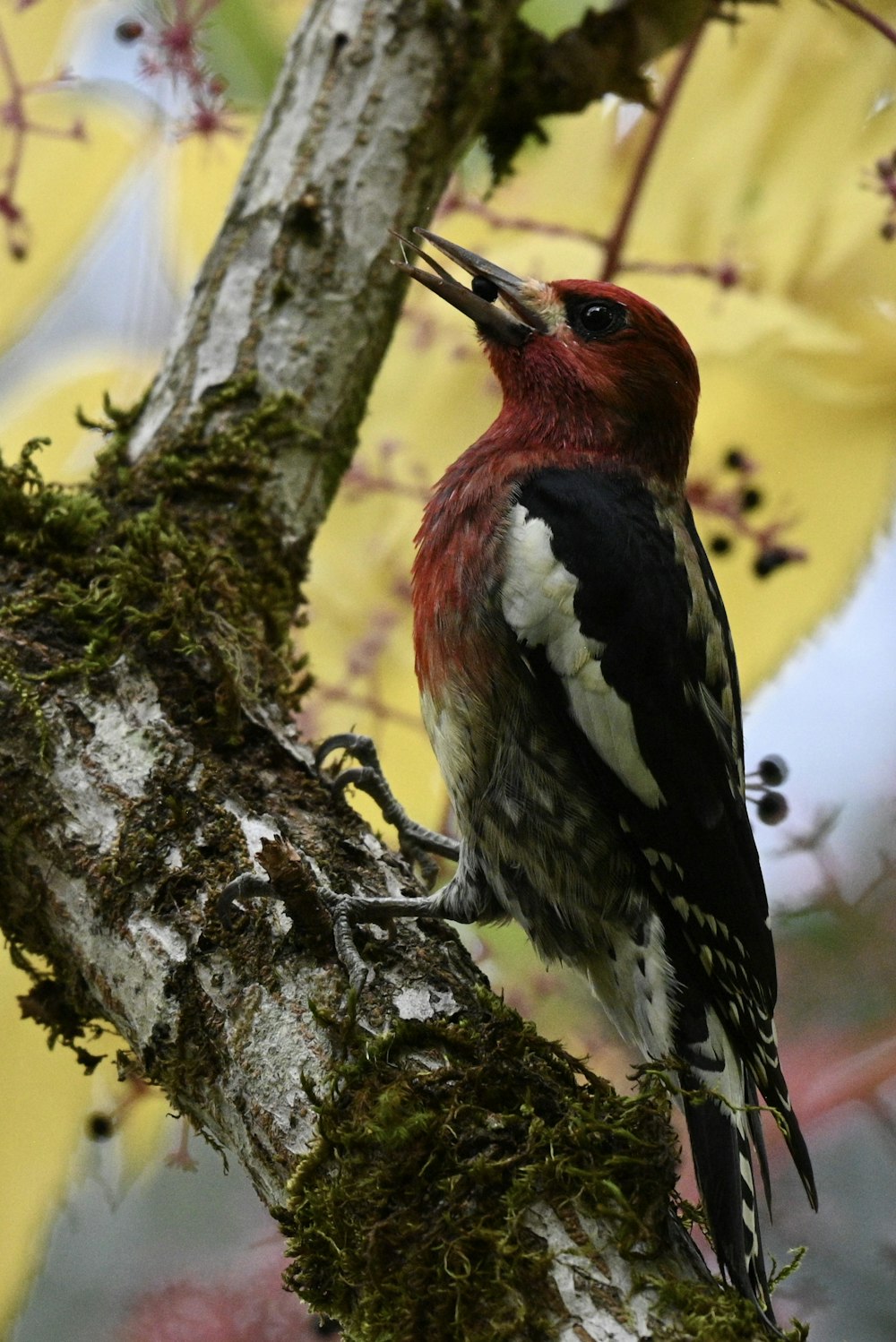 a red and black bird perched on a tree branch