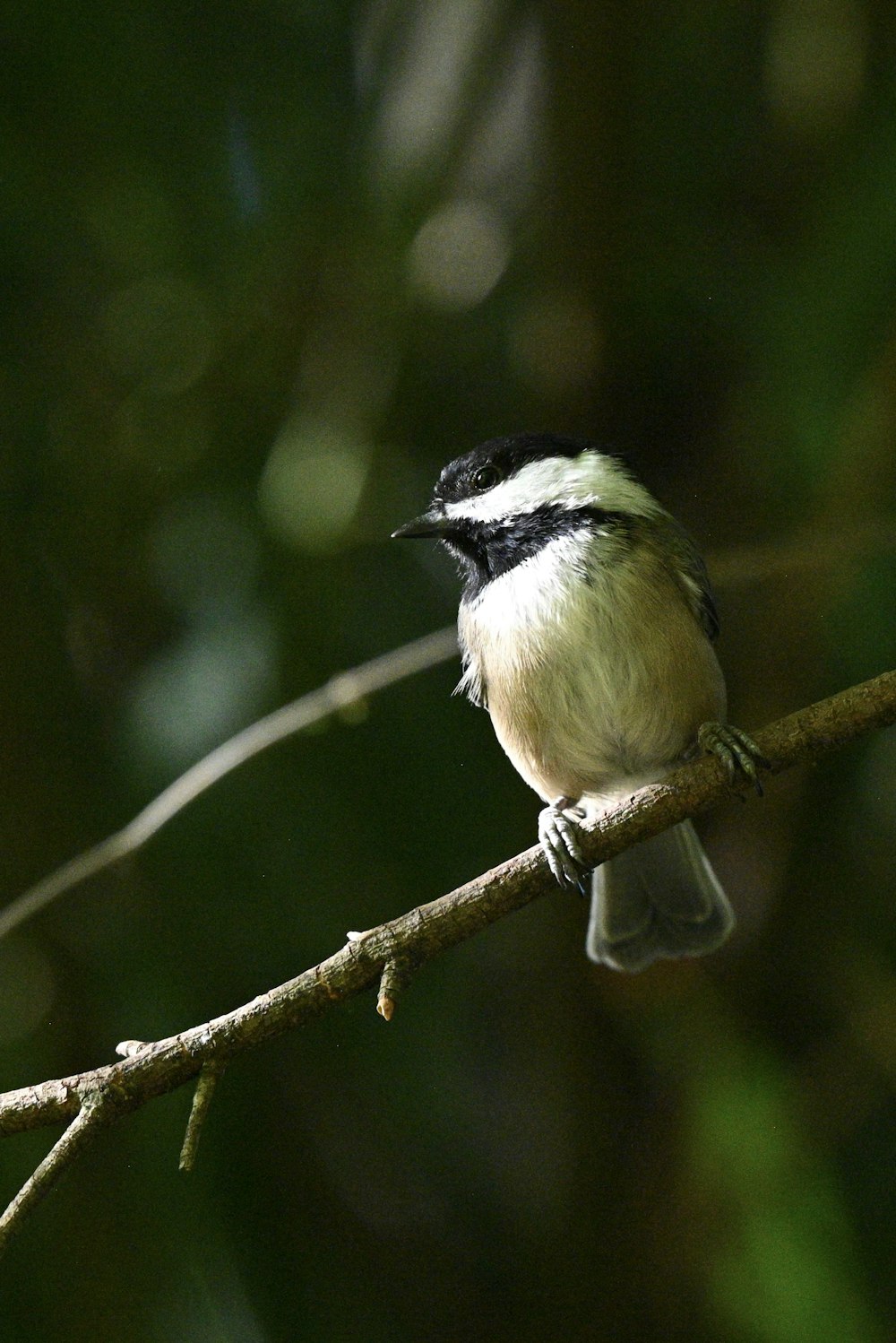 a black and white bird sitting on a tree branch