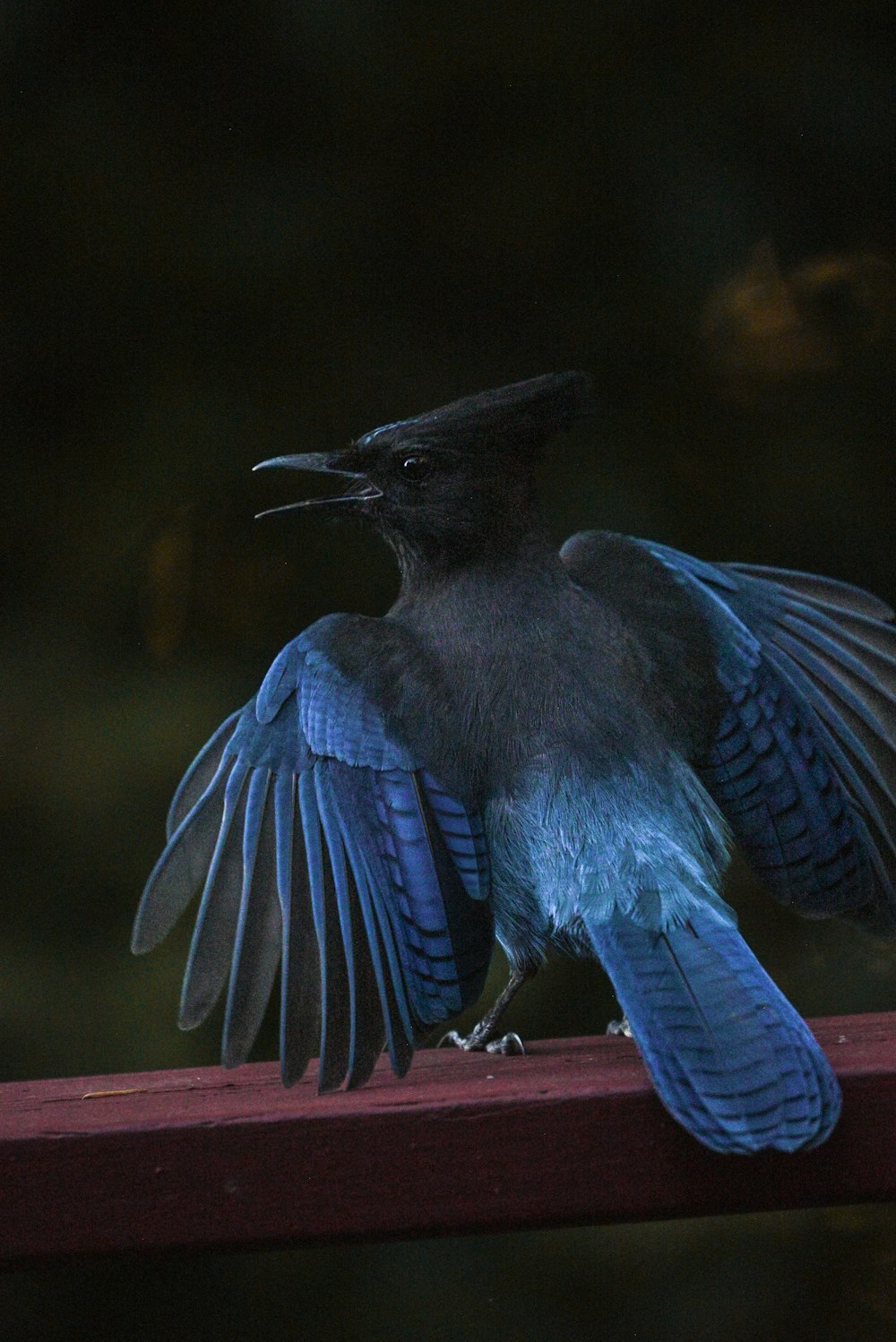 a black bird with blue wings sitting on a rail