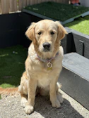 A playful golden retriever puppy with a bright red collar sitting on a sunny porch.