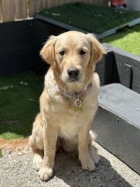 A joyful golden retriever wearing a colorful collar, sitting happily in a sunlit garden.