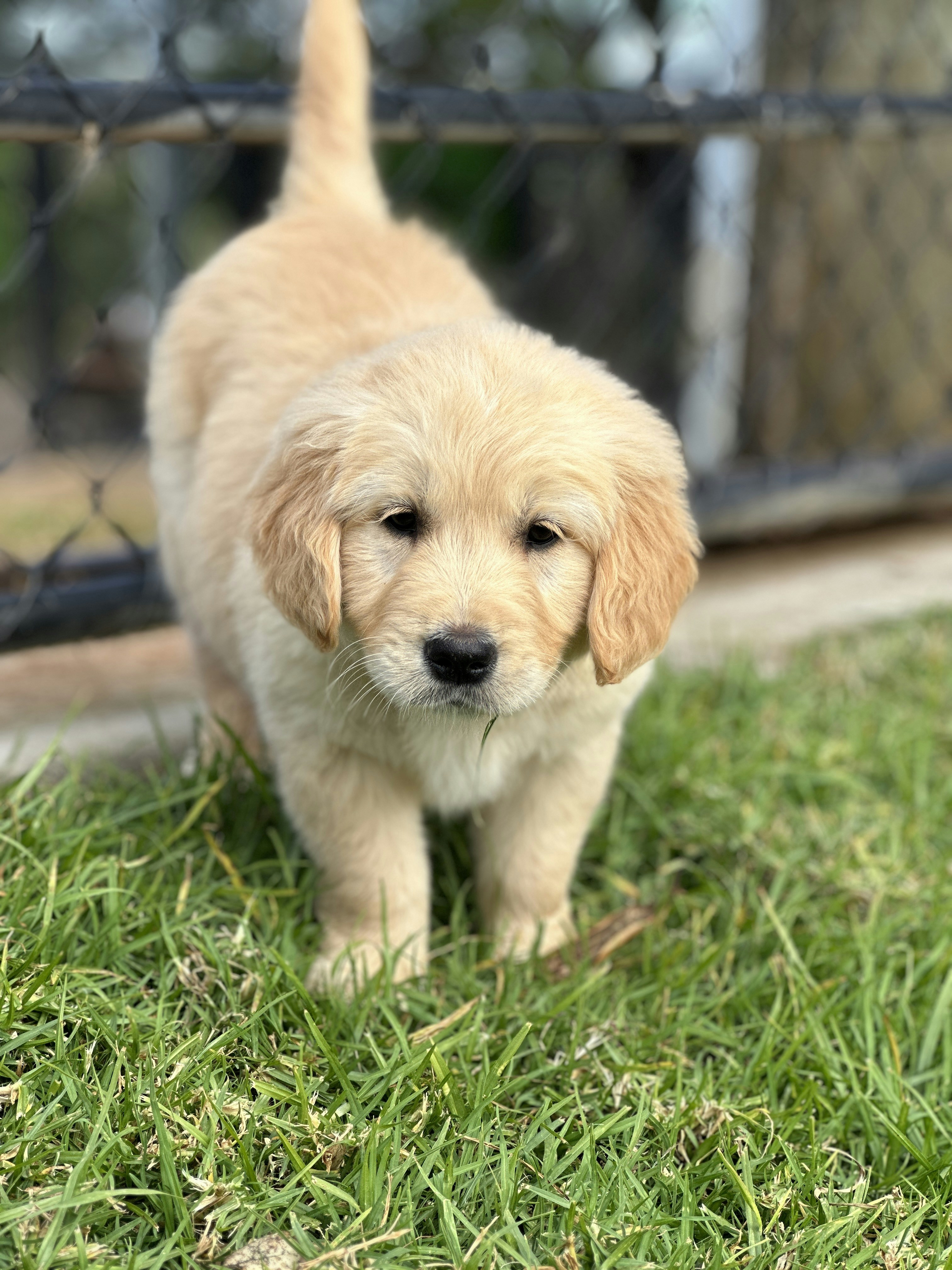 Gentle Golden Retriever