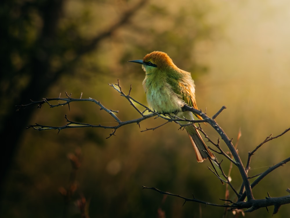 um pequeno pássaro sentado em um galho de árvore