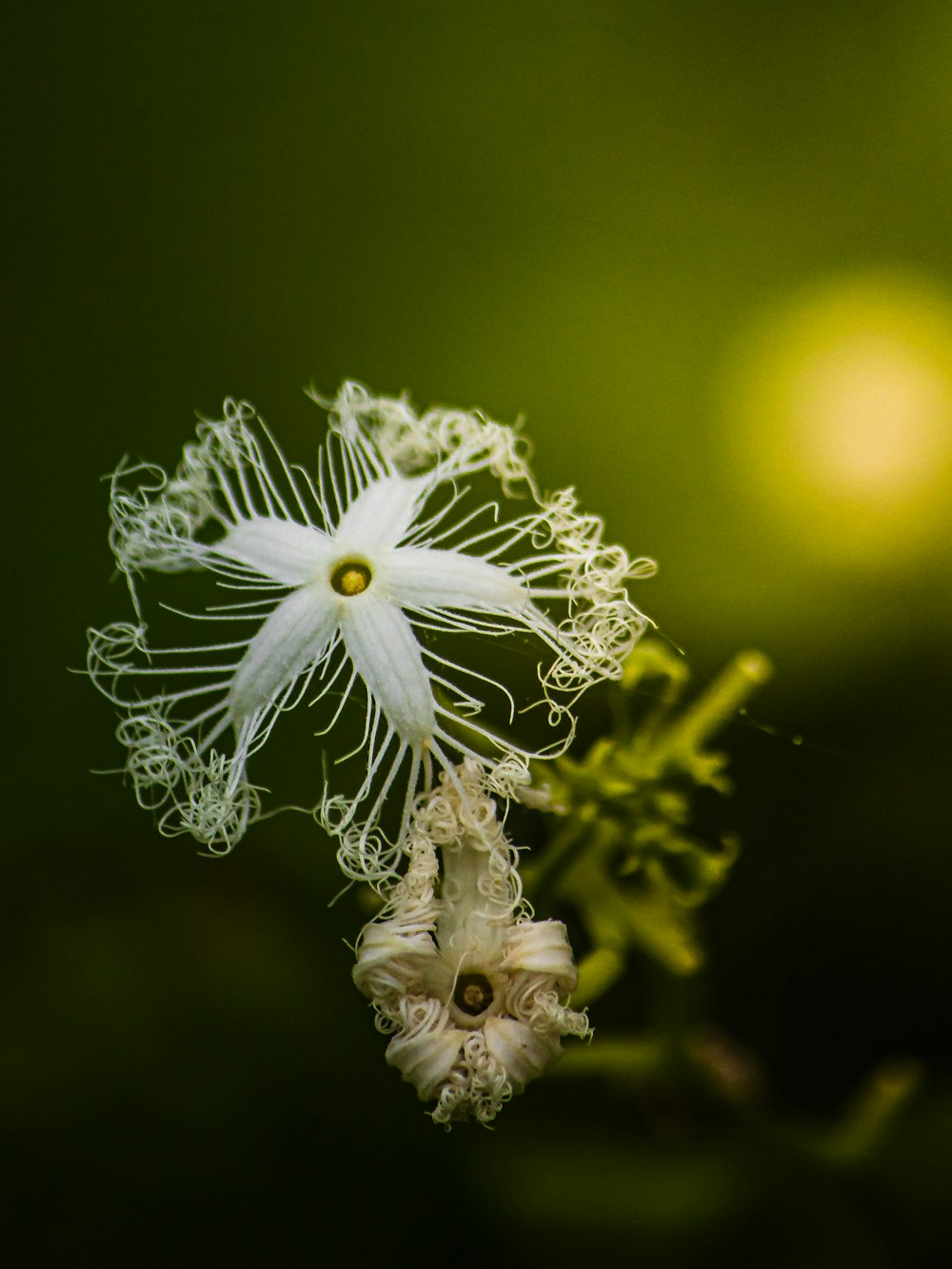 a close up of a white flower on a plant