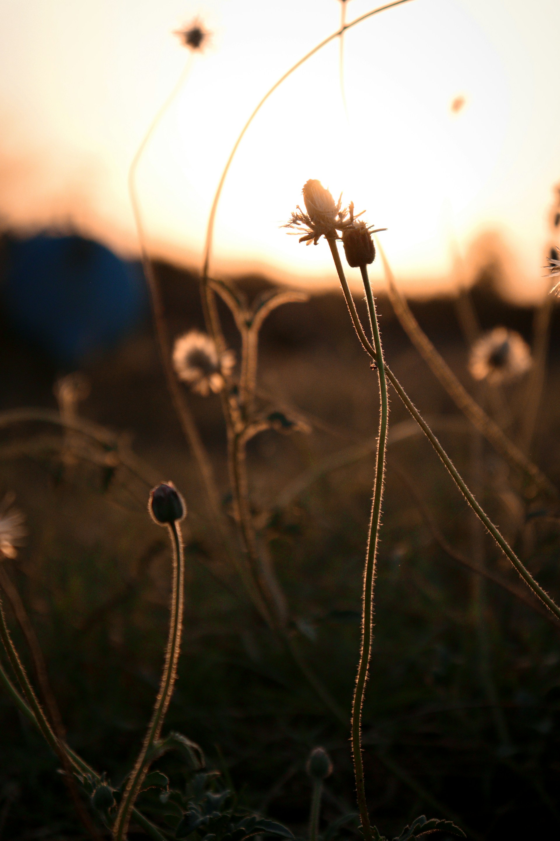 A close-up shot capturing the golden light filtering through fynbos flowers, highlighting the natural beauty surrounding Cape Town.