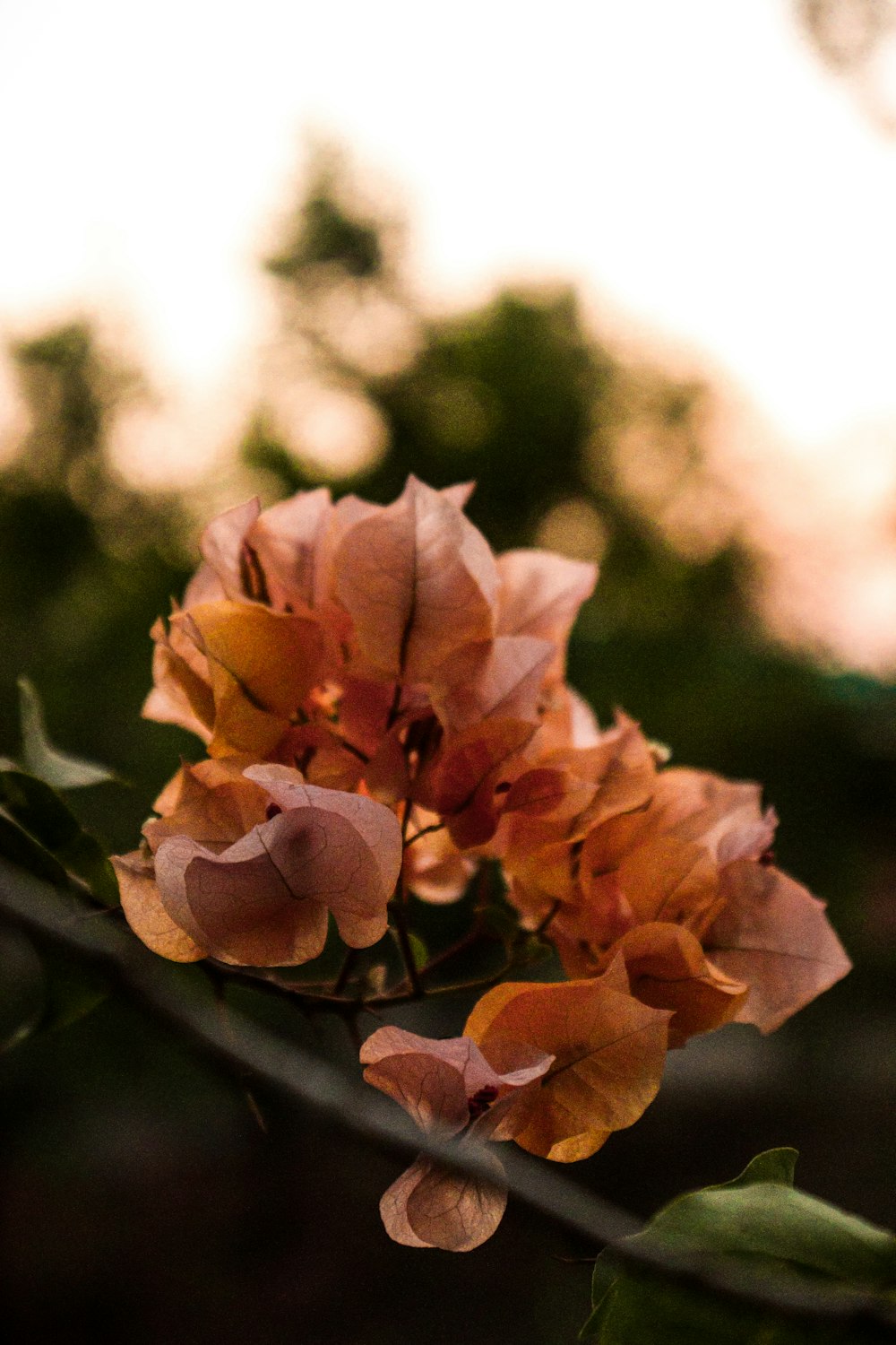 a bunch of flowers that are on a branch