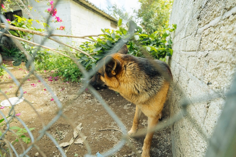 a dog is looking through a fence at something