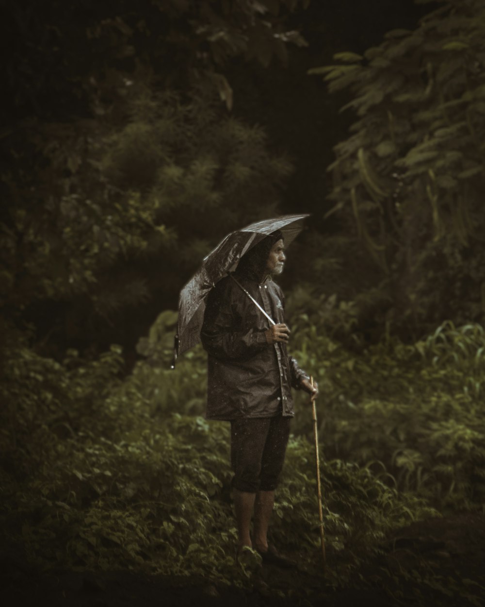 a man standing in a forest holding an umbrella