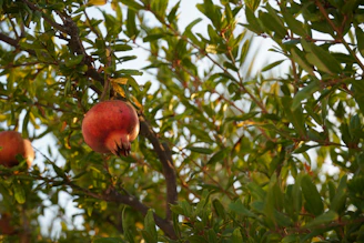 Sunlit pomegranate orchard with ripe fruit hanging from lush green branches.