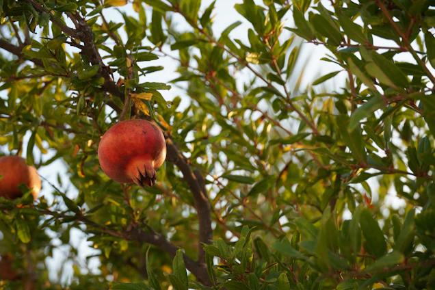 Sunlit pomegranate orchard with ripe fruit hanging from lush green branches.