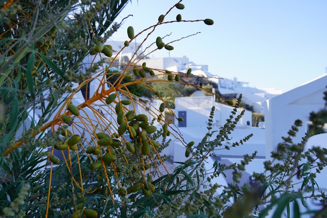 A close-up of lush green plant branches laden with small, green fruits. In the background, there are white buildings typical of Mediterranean architecture, characterized by their geometric shapes and flat surfaces. The scene is bathed in bright daylight with a clear blue sky overhead.