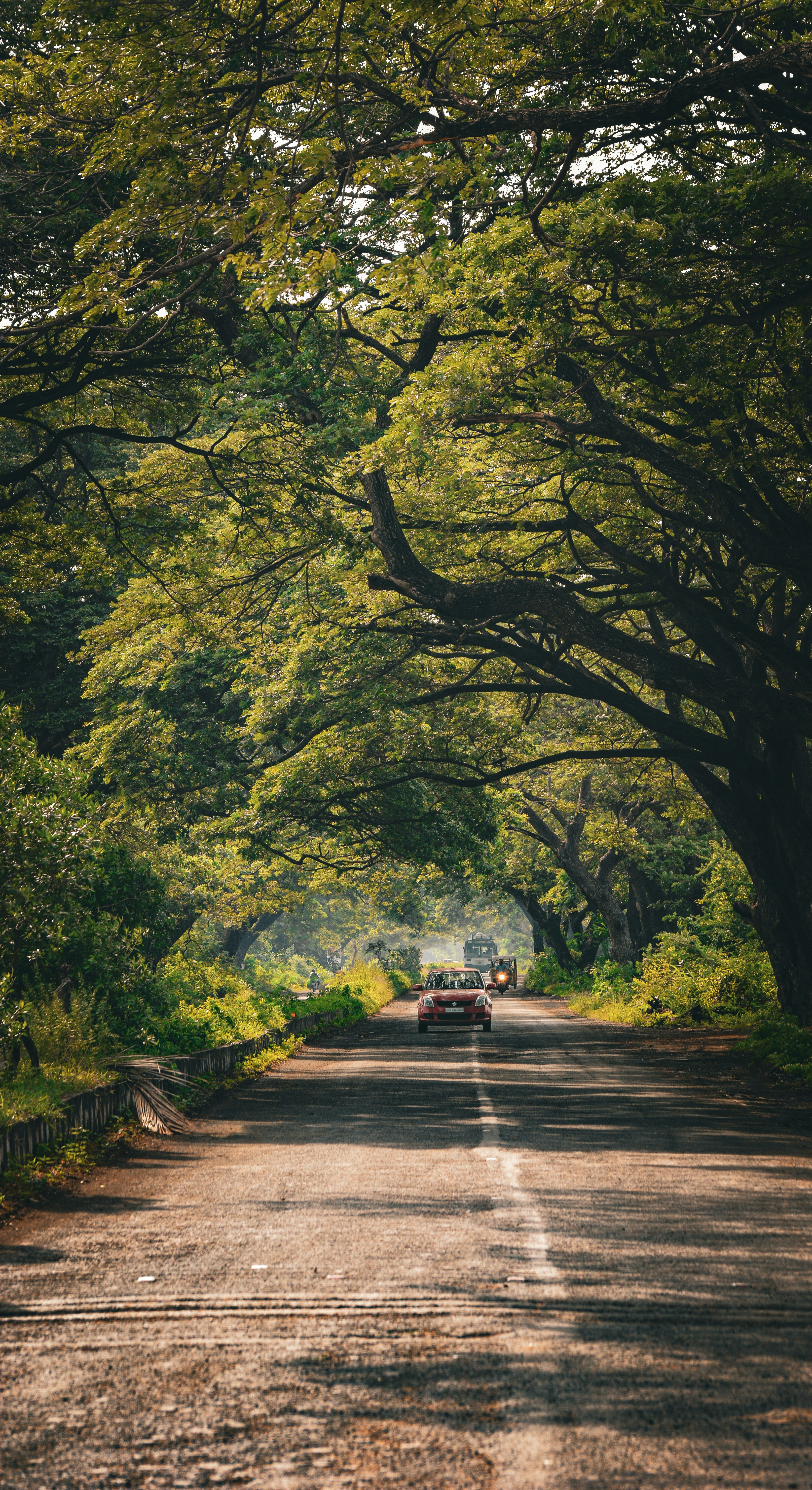a car driving down a tree lined road