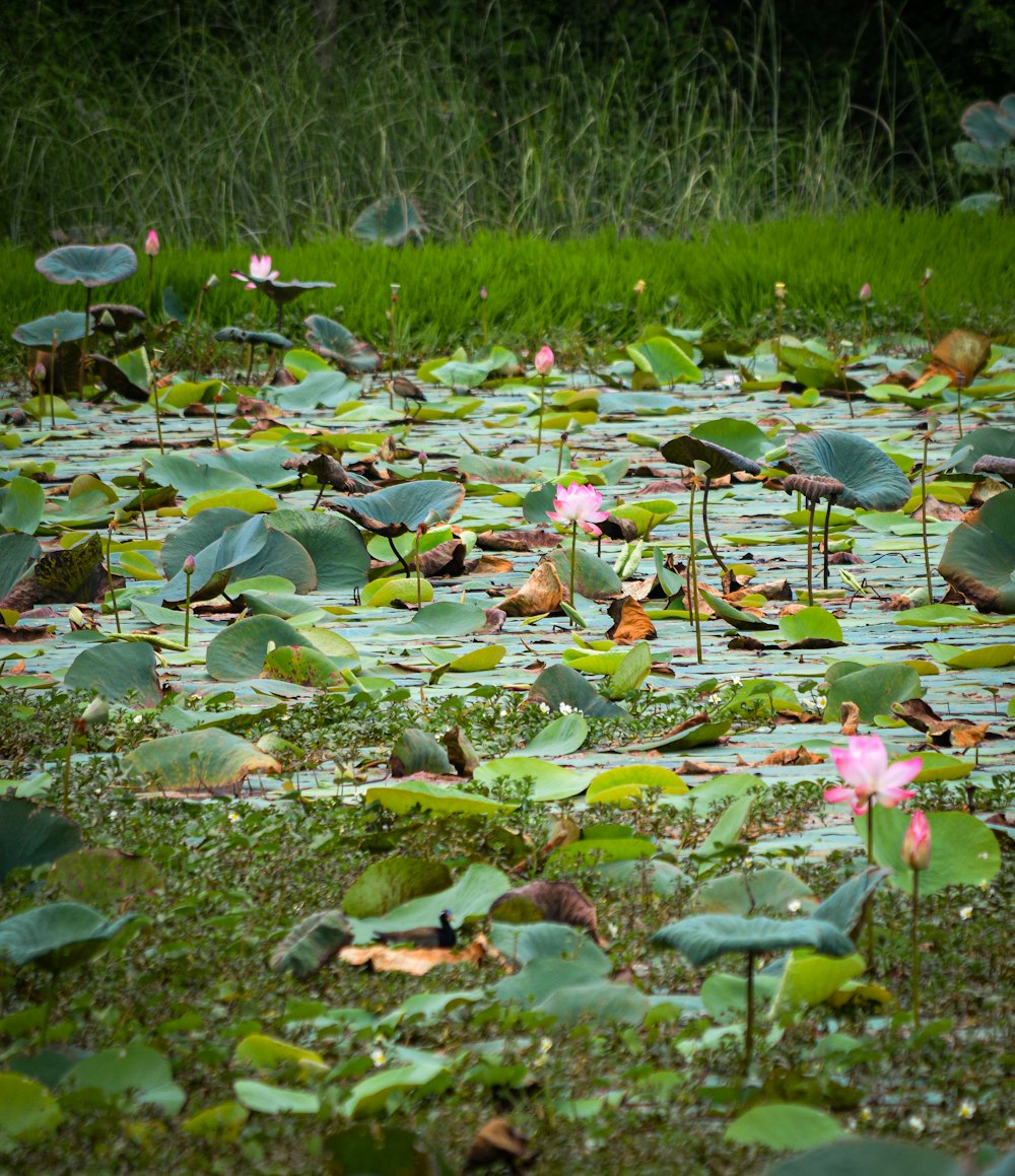 a pond filled with lots of water lilies