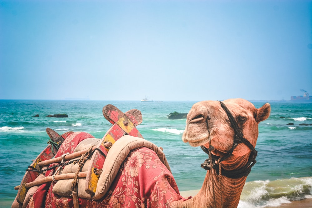 a camel with a saddle on its back on the beach