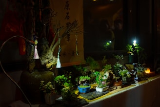 An indoor scene with a variety of small potted plants arranged on a table. The setting is dimly lit, creating a cozy atmosphere. Some decorative items hang from a large vase, adding to the aesthetic. A few small light sources are visible, casting gentle illumination on the plants and creating soft shadows.
