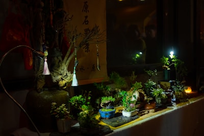 An indoor scene with a variety of small potted plants arranged on a table. The setting is dimly lit, creating a cozy atmosphere. Some decorative items hang from a large vase, adding to the aesthetic. A few small light sources are visible, casting gentle illumination on the plants and creating soft shadows.