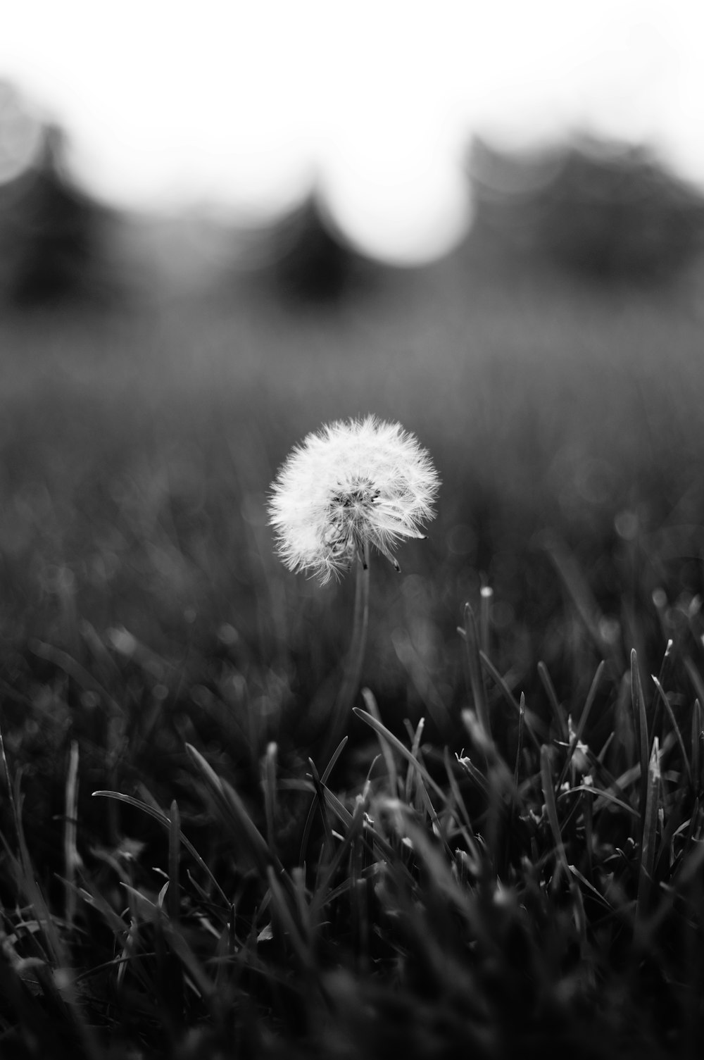 a black and white photo of a dandelion