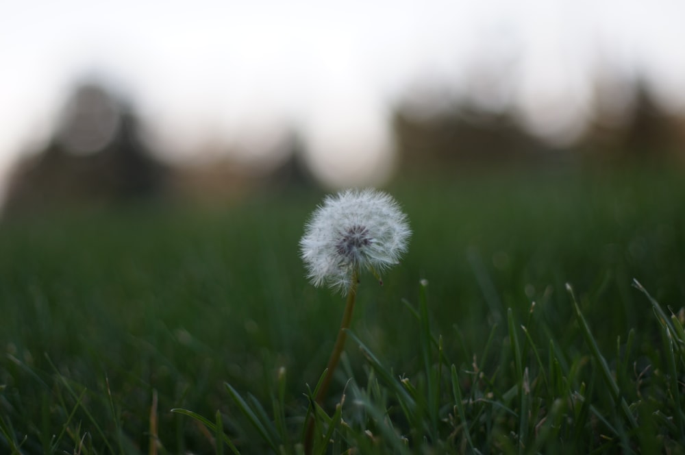 a dandelion in the middle of a grassy field