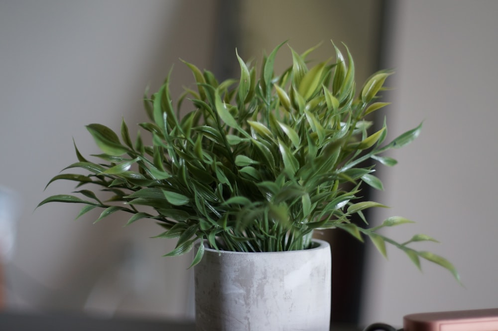 a potted plant sitting on top of a table