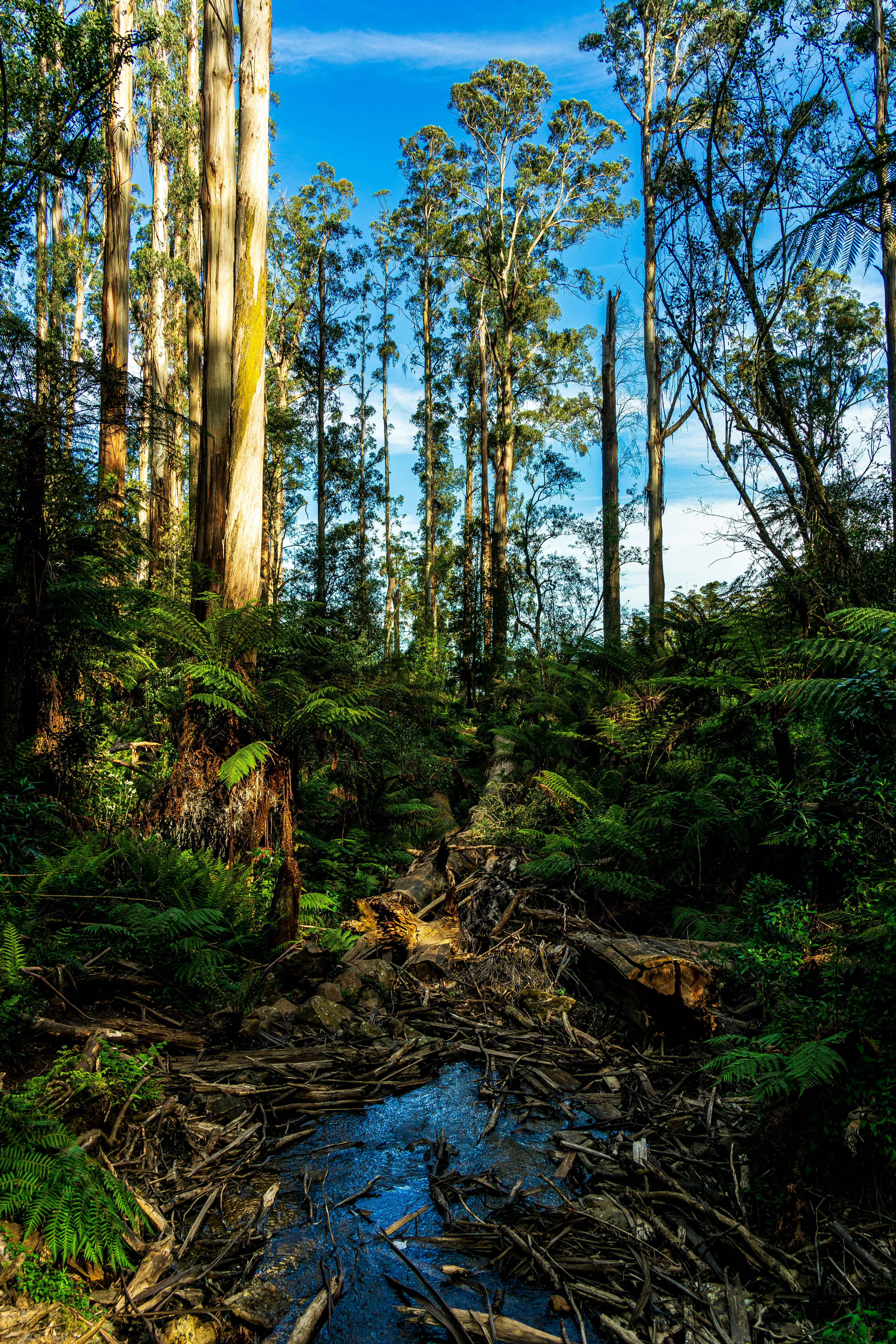 un arroyo que atraviesa un frondoso bosque verde