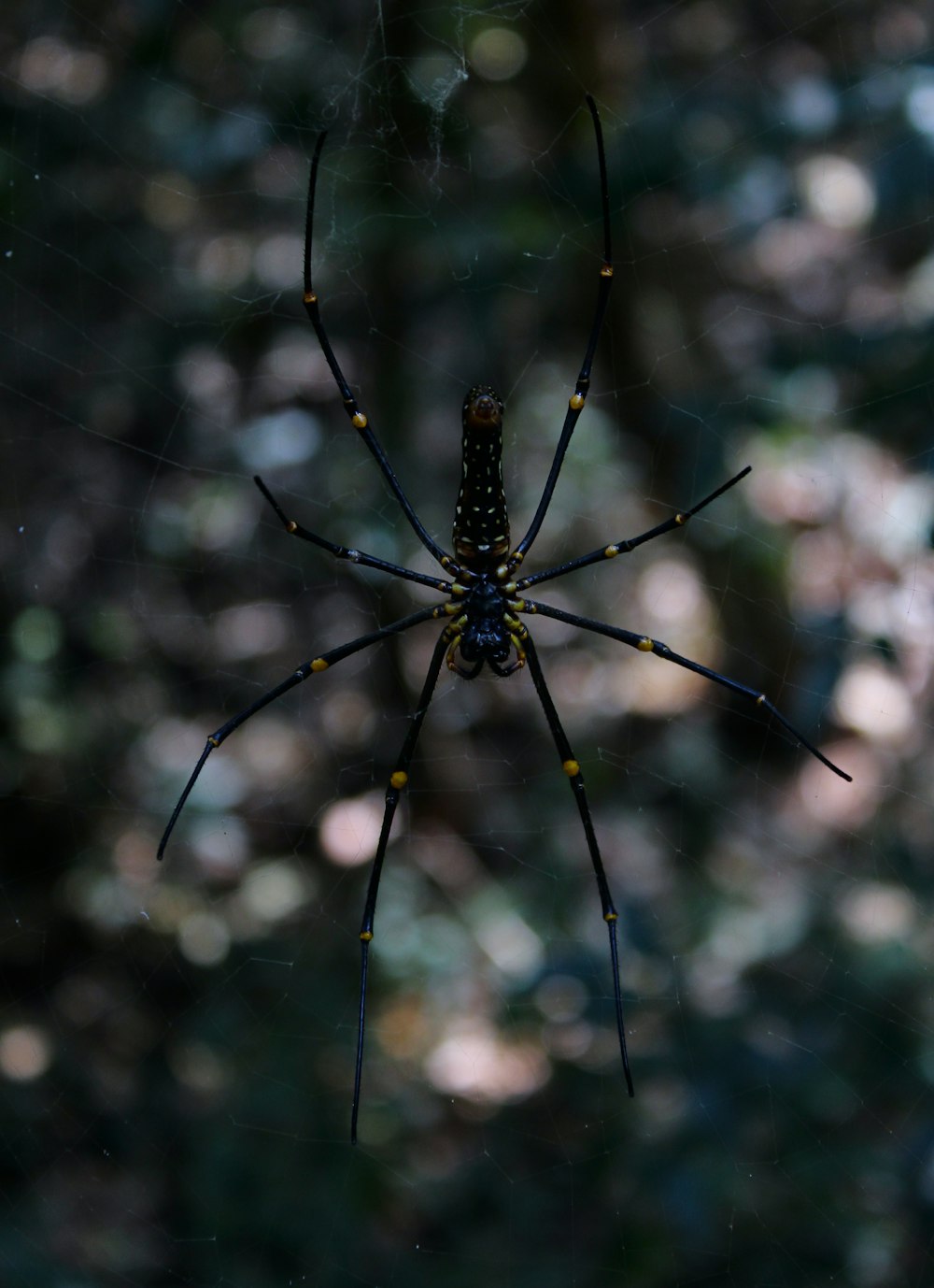 a black and yellow spider sitting on its web