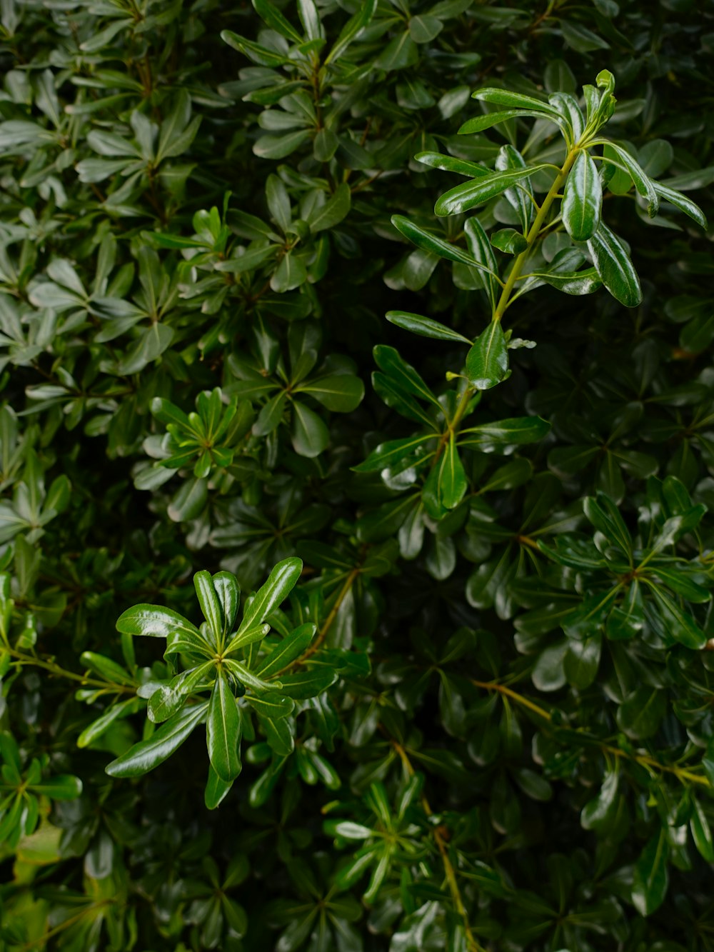 a close up of a bush with green leaves