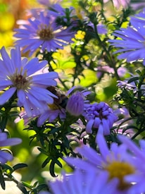 A cluster of lavender-colored flowers with delicate, thin petals and yellow centers is surrounded by lush green foliage. Sunlight filters through the petals, creating a warm, vibrant atmosphere and accentuating the flower details.