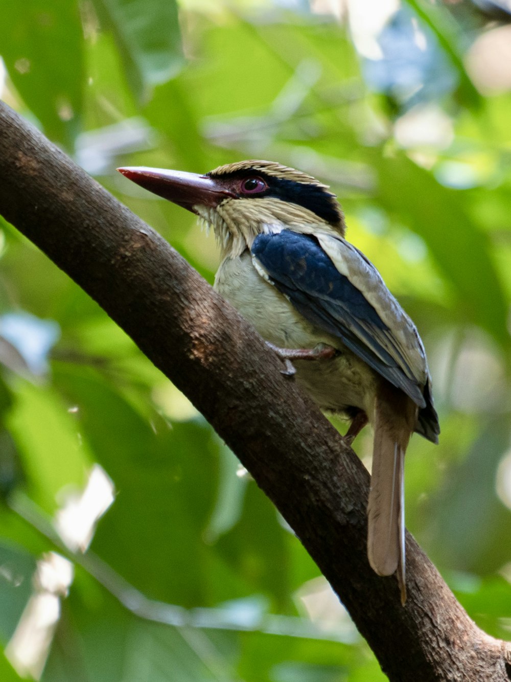 a bird sitting on a branch of a tree