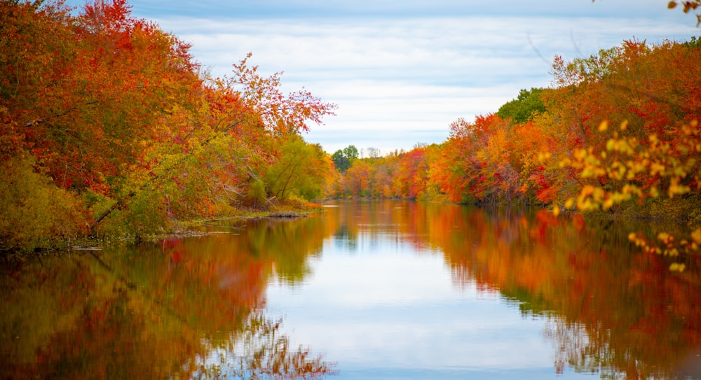 a body of water surrounded by lots of trees