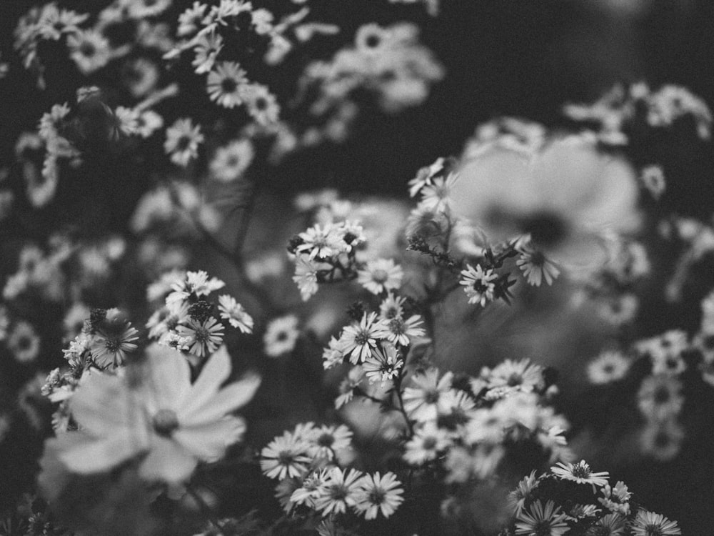 a black and white photo of a bunch of flowers