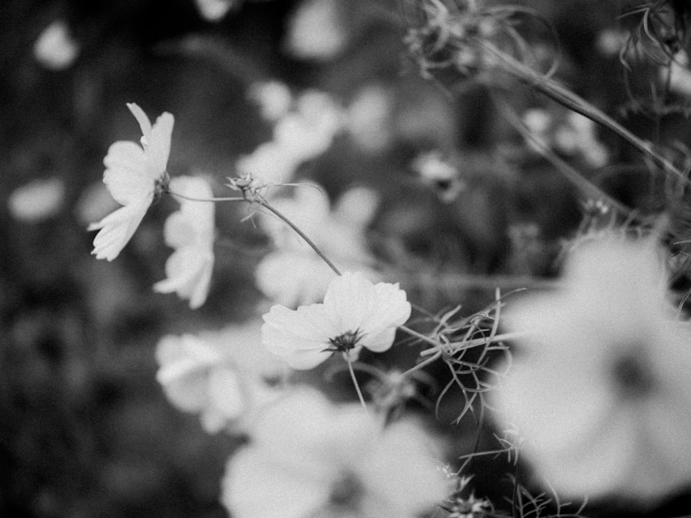 a black and white photo of a bunch of flowers