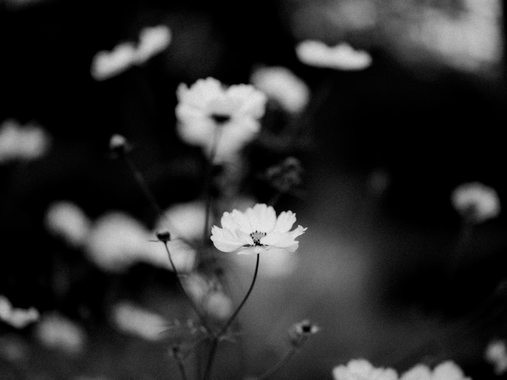 a black and white photo of some flowers