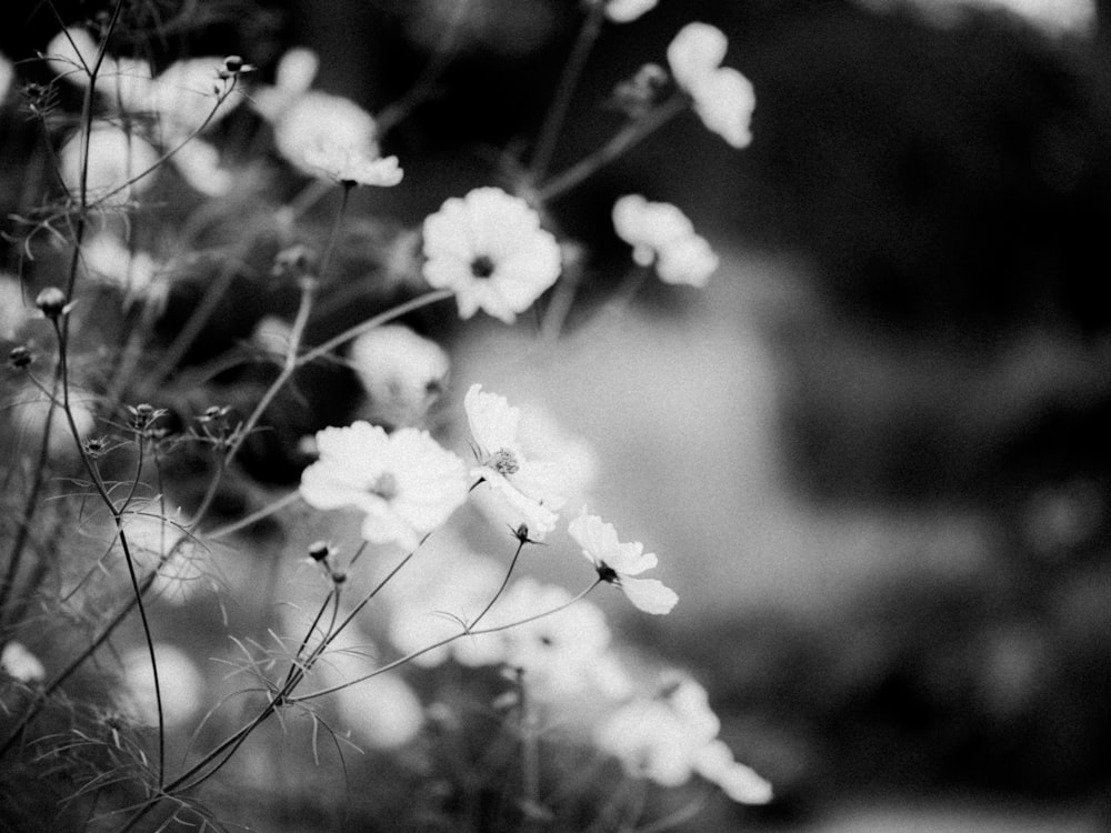 a black and white photo of a bunch of flowers