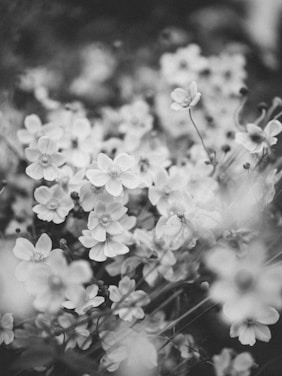 a black and white photo of a bunch of flowers