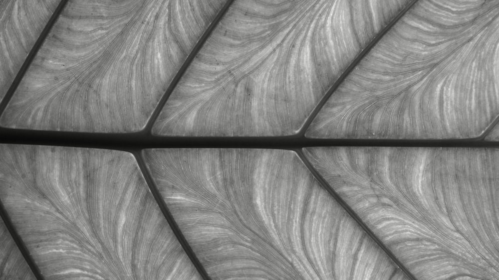 a black and white photo of a leaf