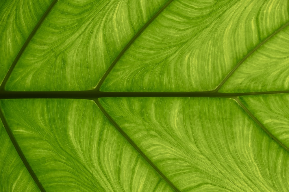 a close up view of a green leaf