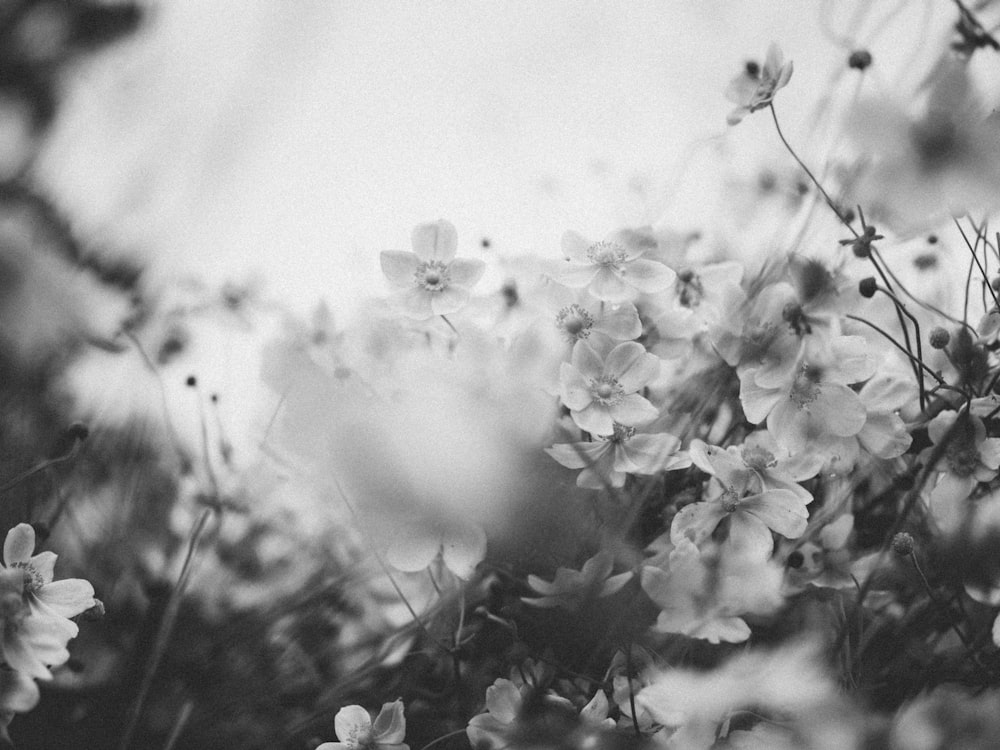 a black and white photo of a bunch of flowers