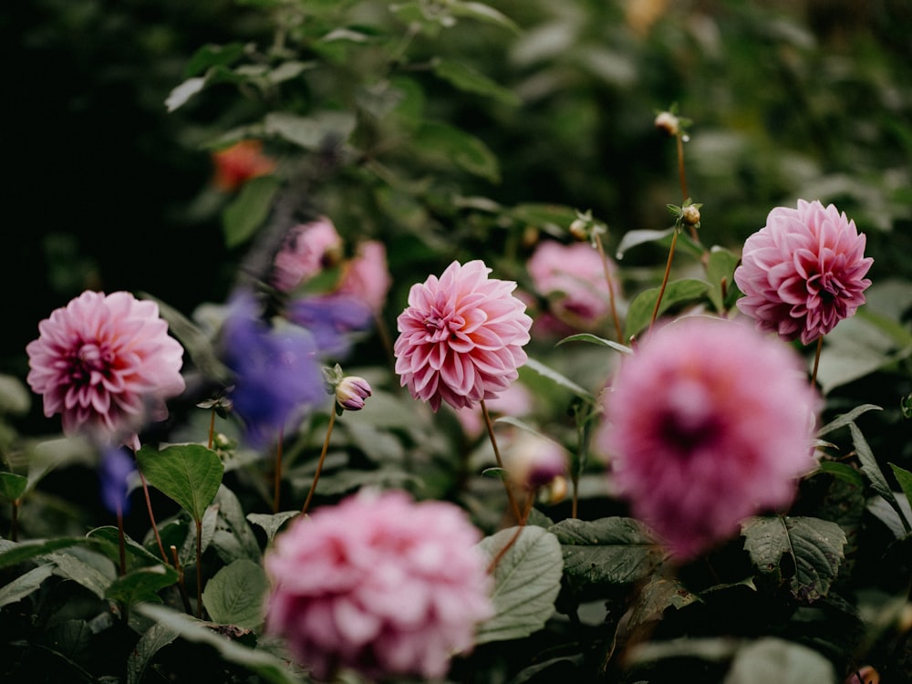 a bunch of flowers that are in the grass