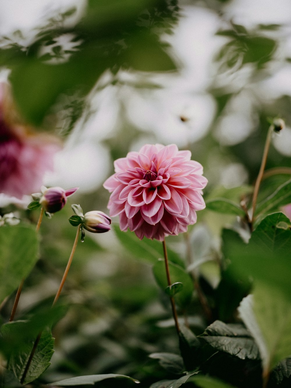 a close up of a pink flower on a plant