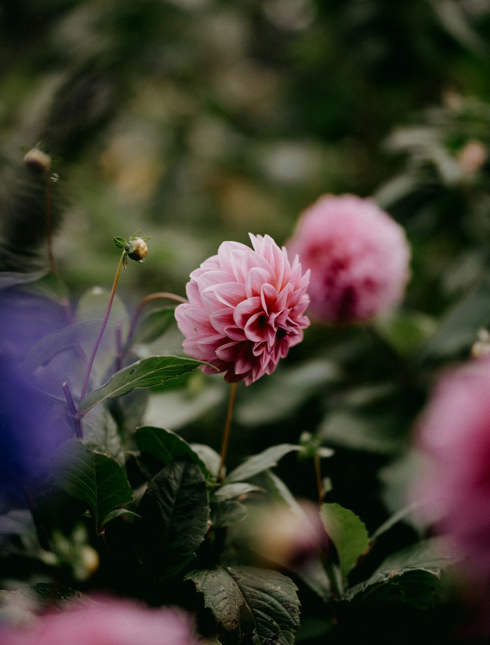 a close up of a pink flower with green leaves