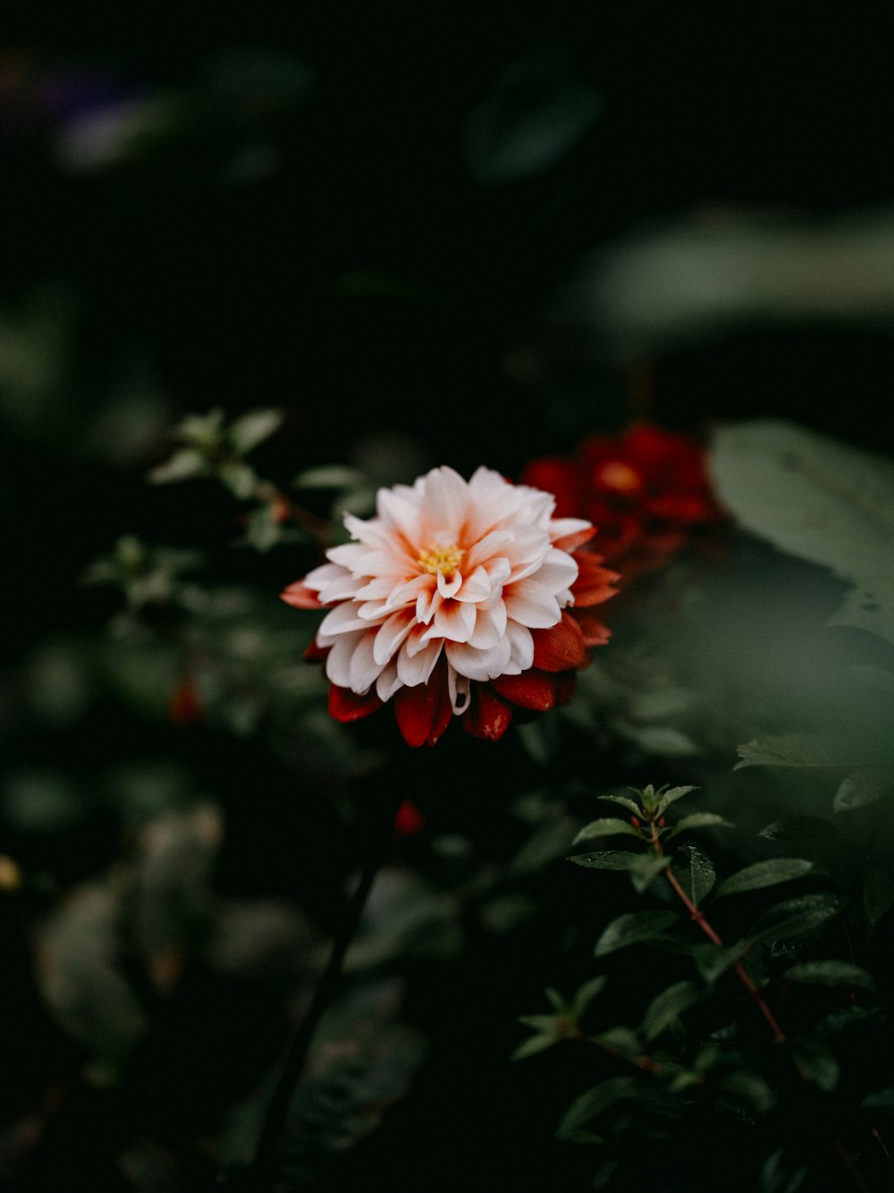 a pink and white flower sitting on top of a lush green field