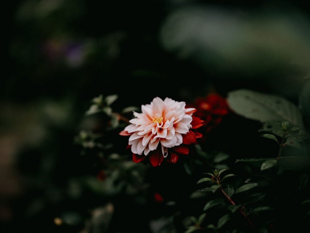 a pink and white flower sitting on top of a bush