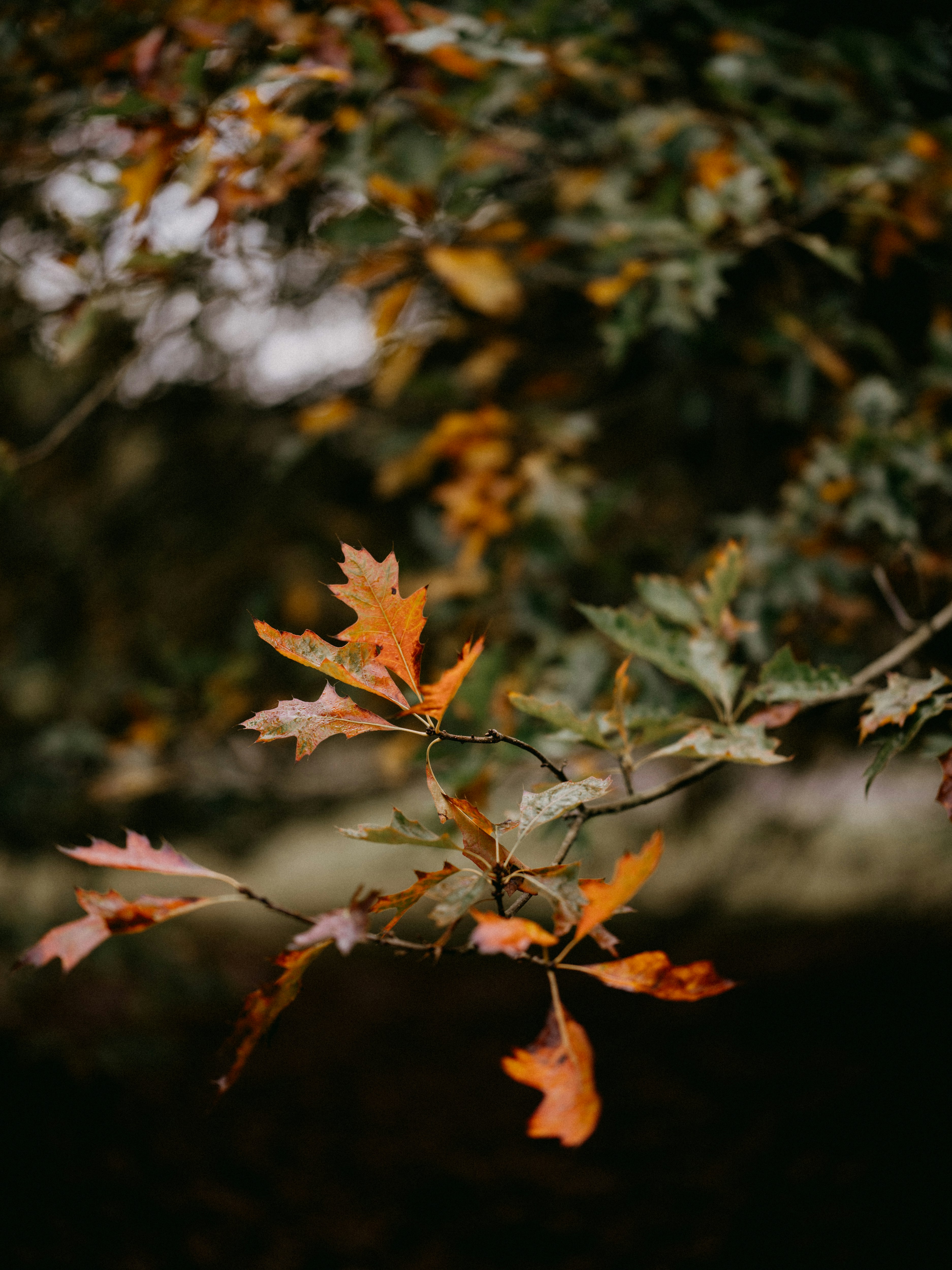 Photo by anniespratt