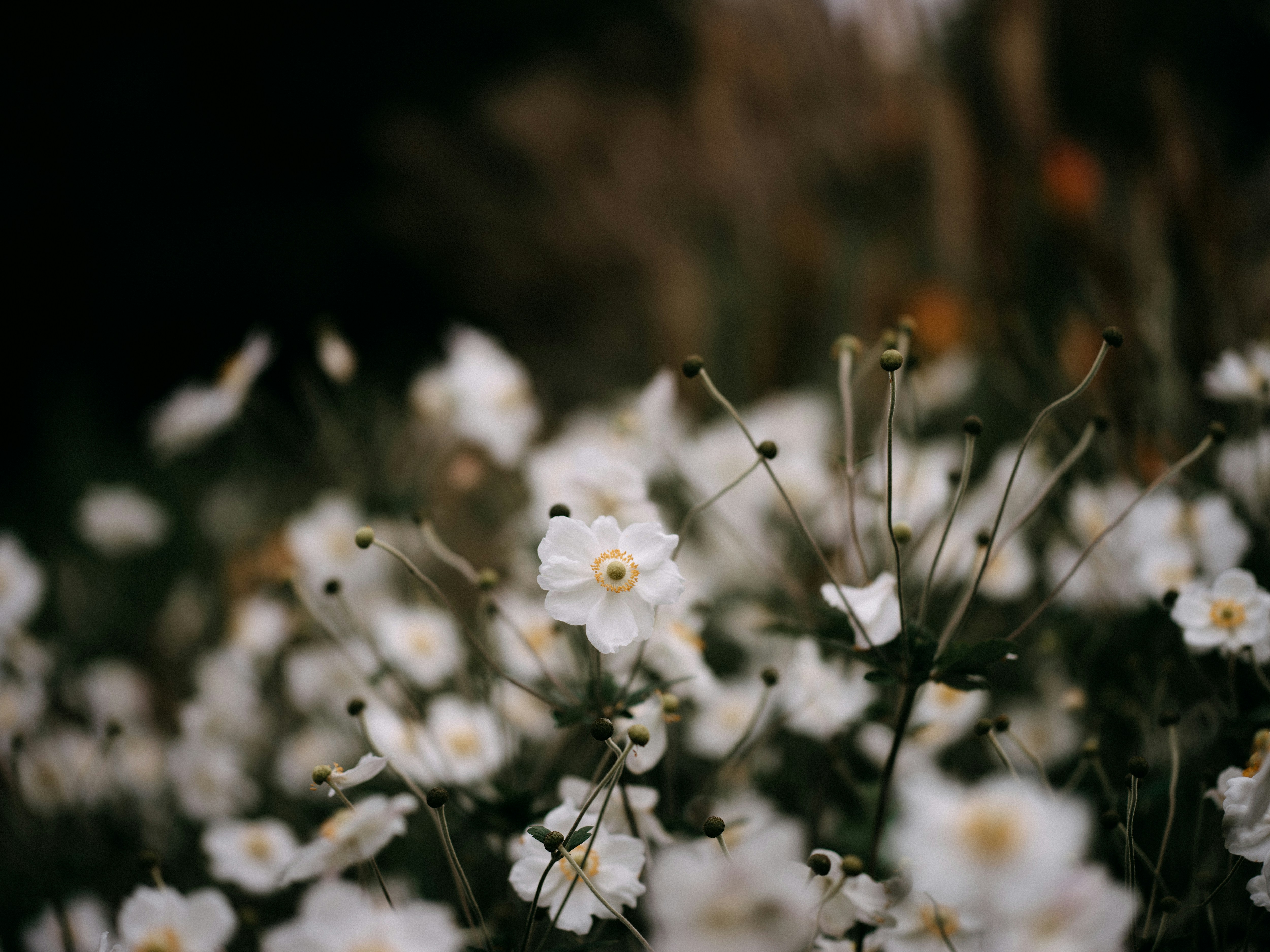 Photo by anniespratt