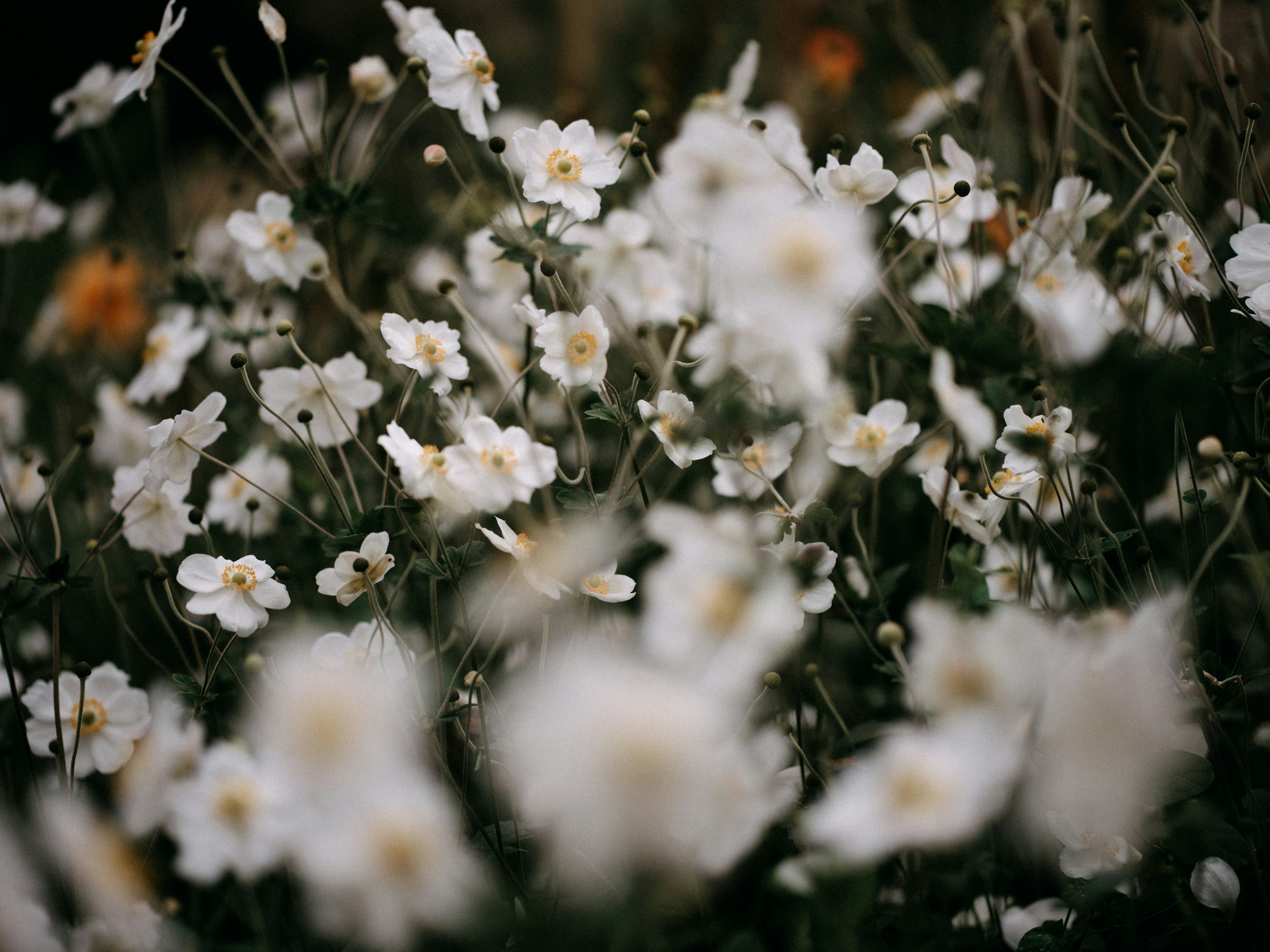 Photo by anniespratt