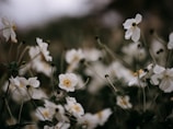 Close-up of delicate white flowers gently swaying in a calm breeze.