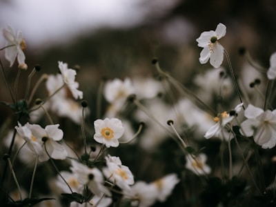 Close-up of delicate white flowers gently swaying in a calm breeze.