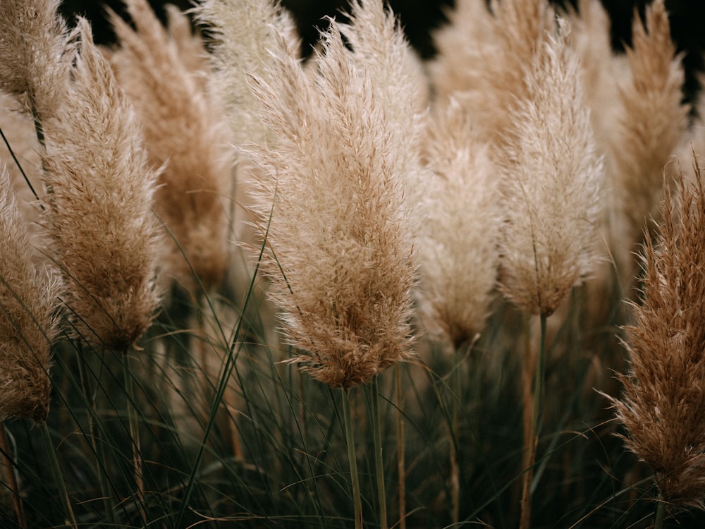 a close up of a bunch of tall grass