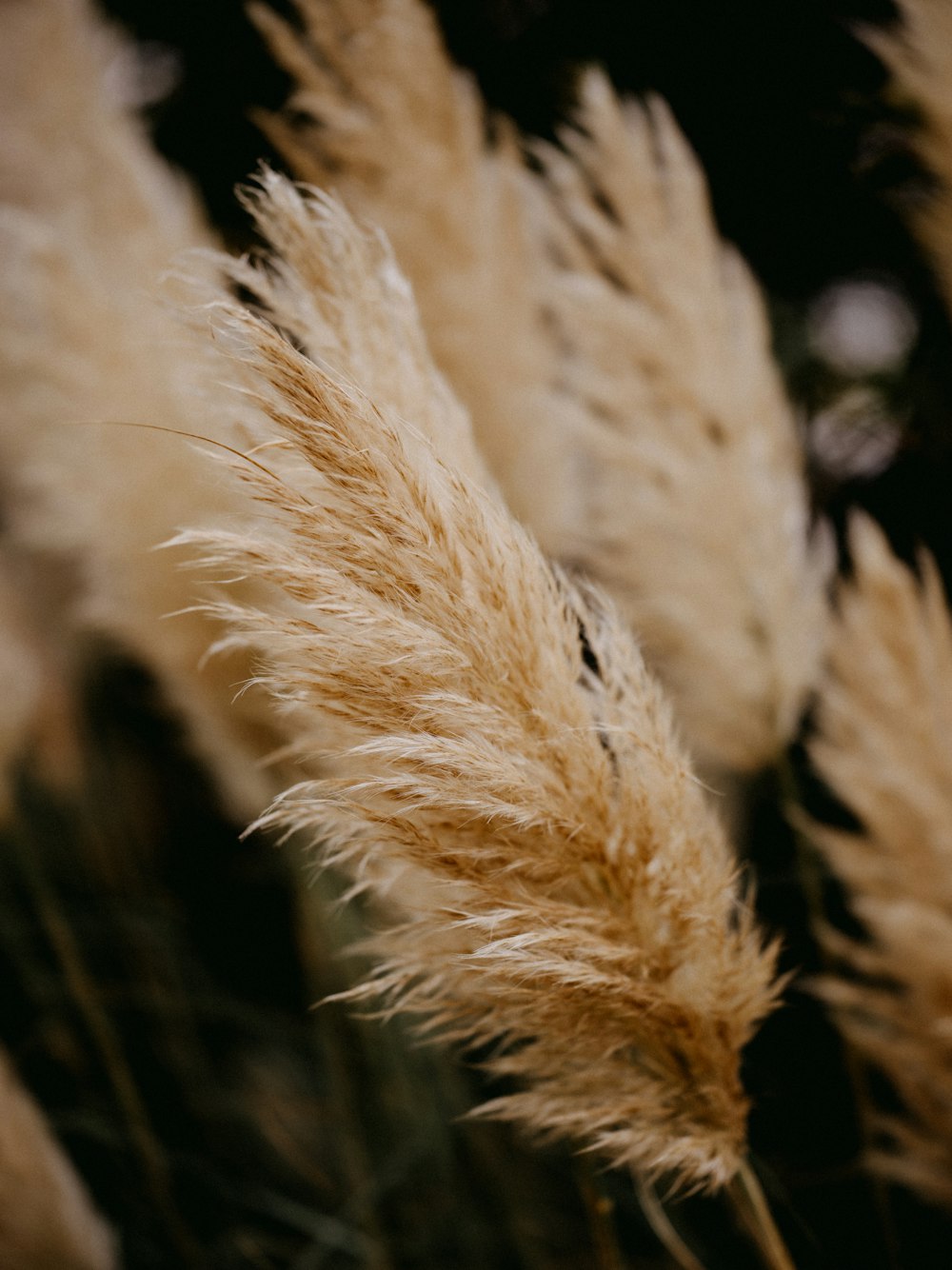 a close up of a bunch of dry grass